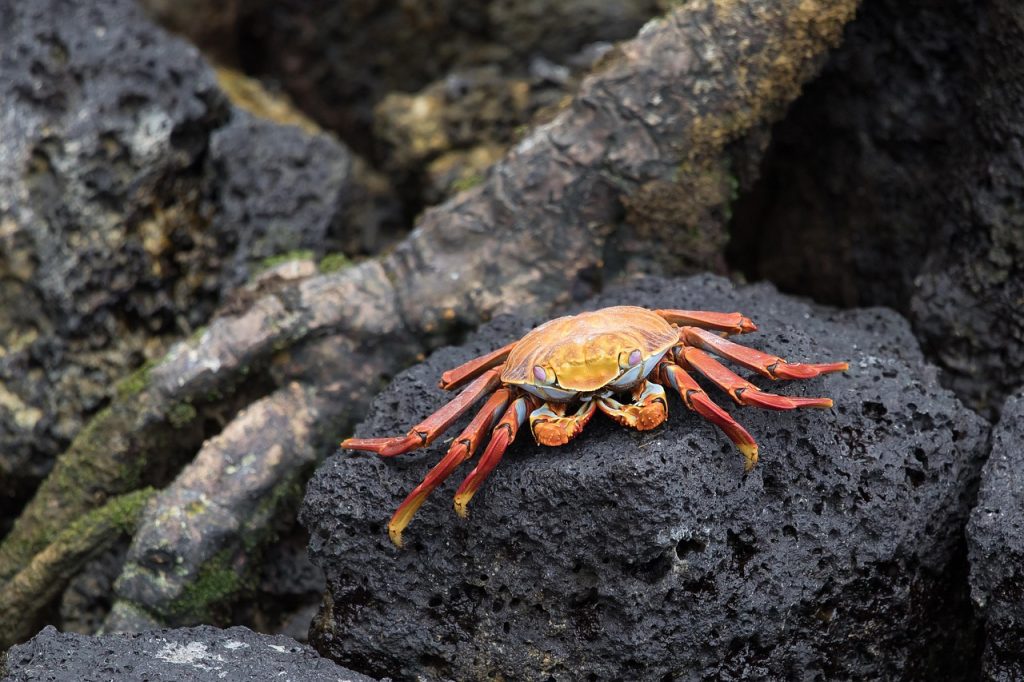 Fakta Unik Hewan dan Tumbuhan Galápagos